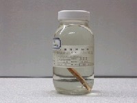 藏品(東方無線鰨)的圖片